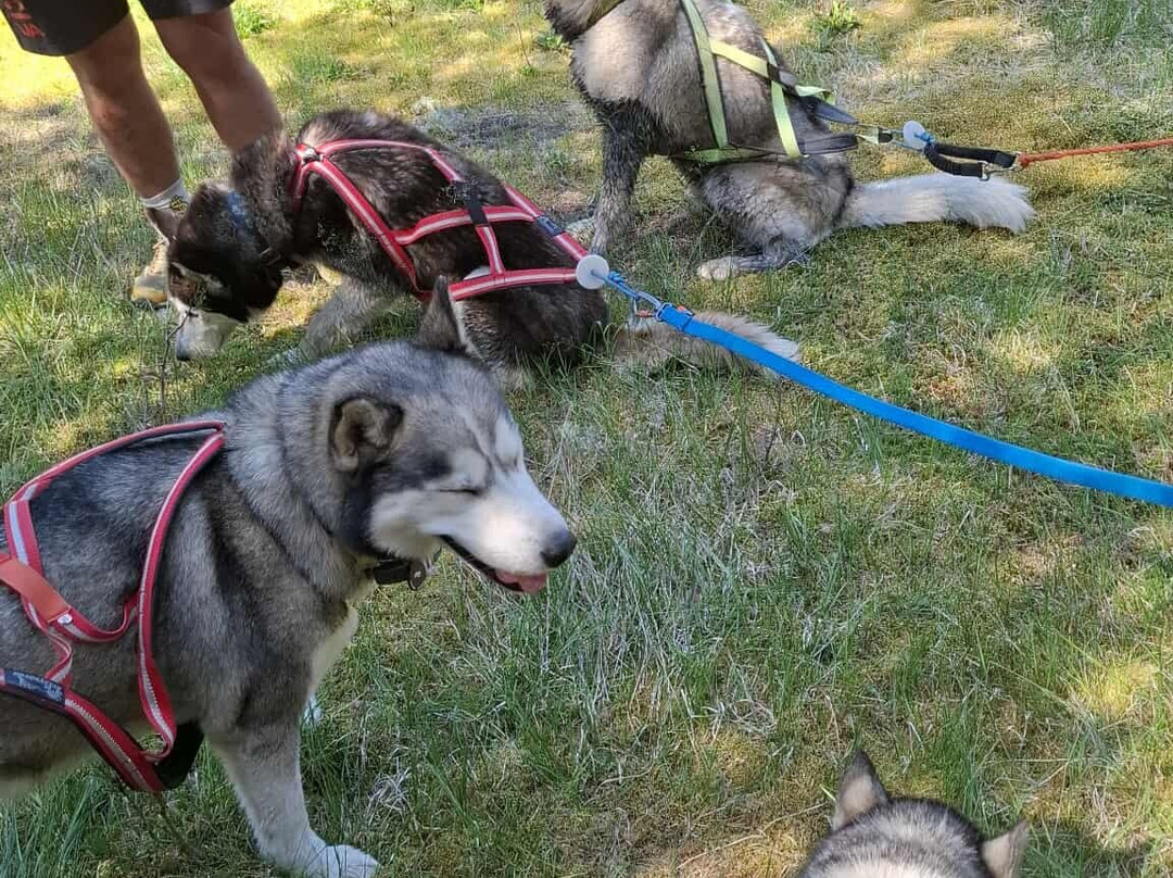 Adventure Dreams Husky Dogsledding-Idre必去景点