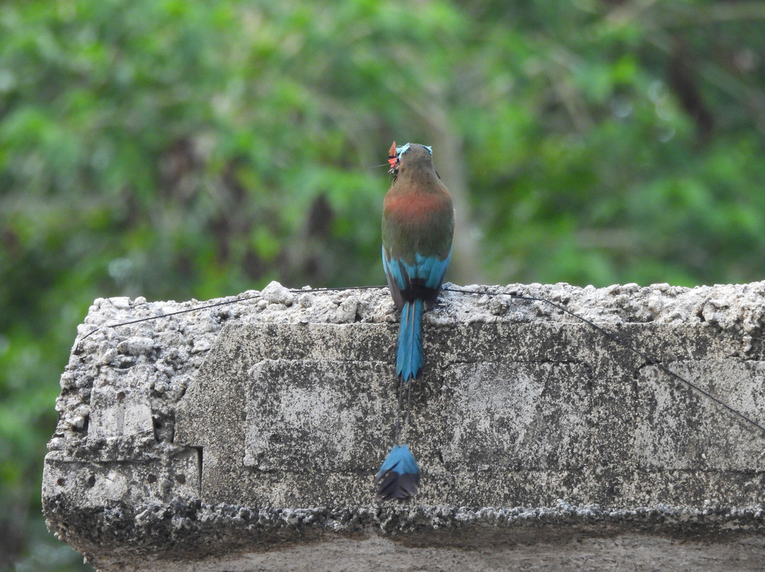 Birdwatching Tours in Sian Ka'an by Eddy-图伦必去景点