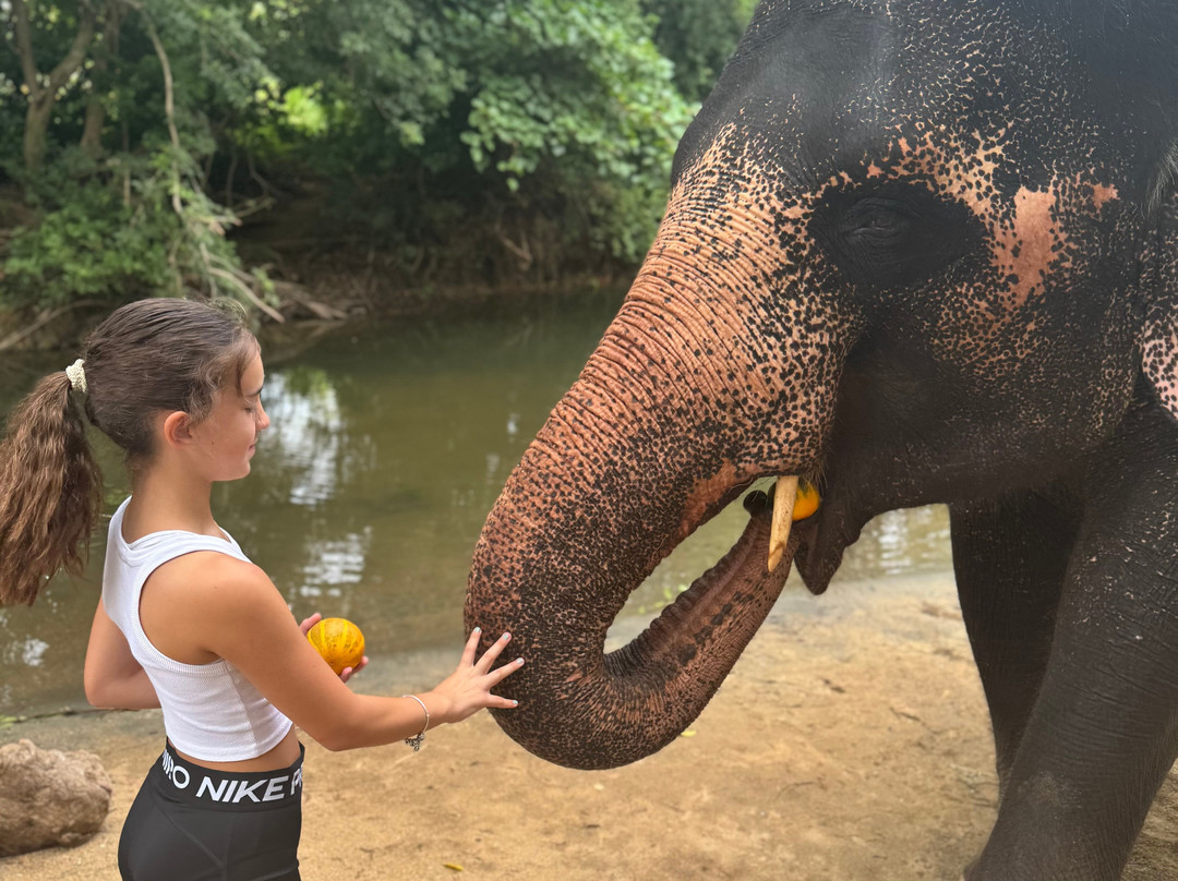 Elephant Bathing at Habarana-哈巴拉娜必去景点