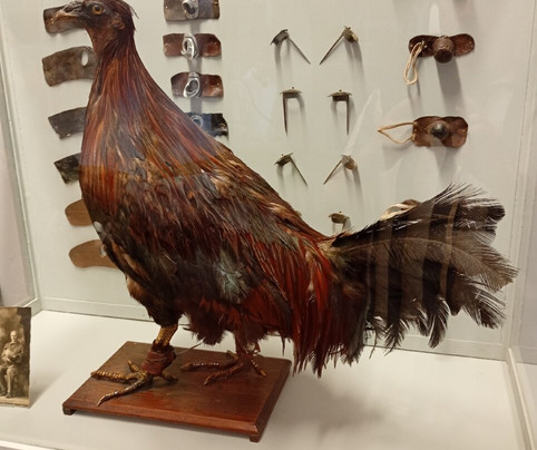 Musee du Folklore (Folklore Museum)-图尔奈必去景点