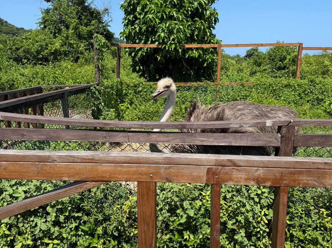 Dolphin Cove Montego Bay-Lucea必去景点