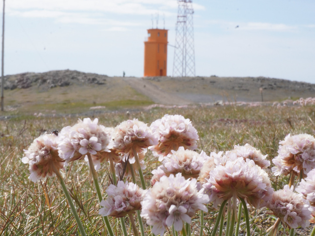 Hvalnes Lighthouse-Hornafjorour必去景点
