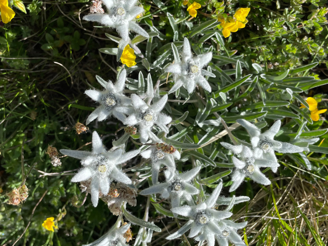 La Maison de Gaudissard主图