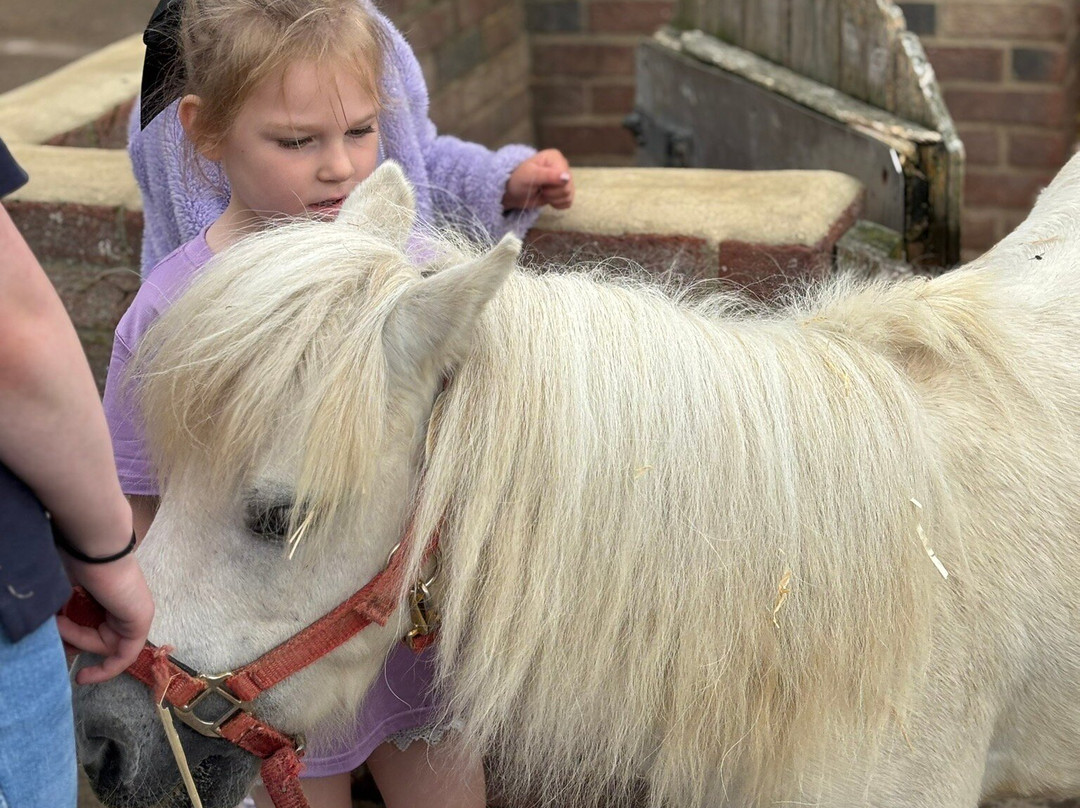 Big Sheep & Little Cow-Bedale必去景点