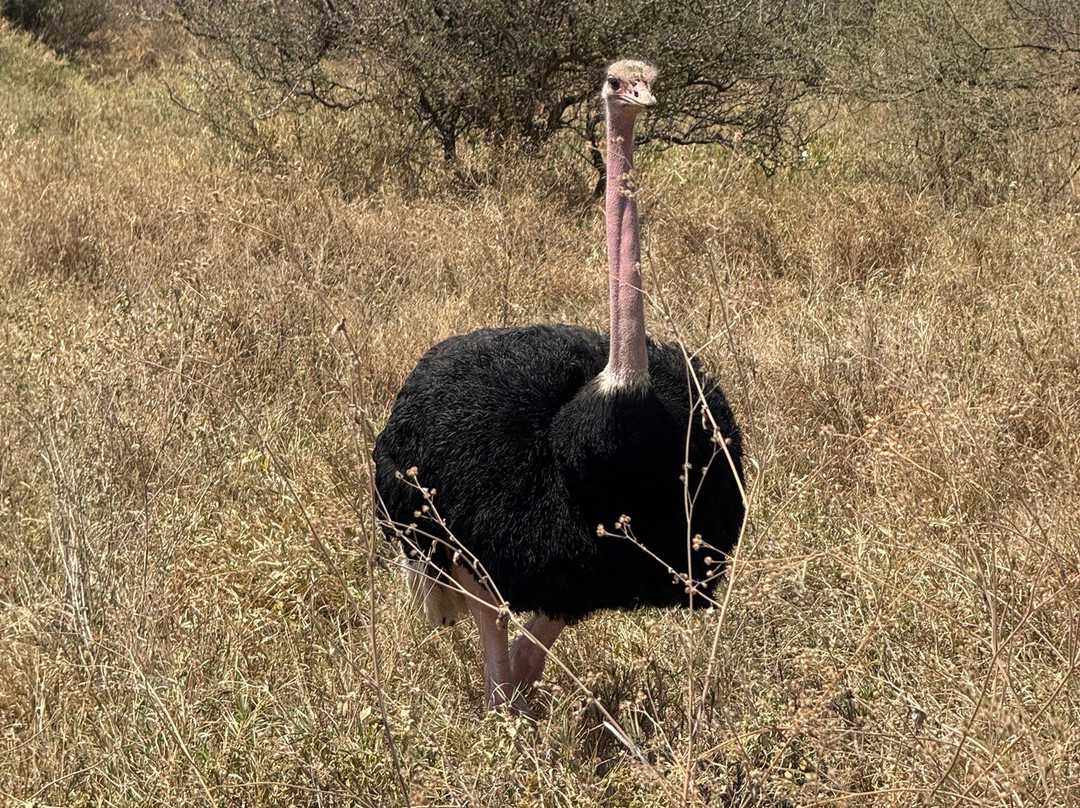 Bush and Forest Explorers-阿鲁沙必去景点
