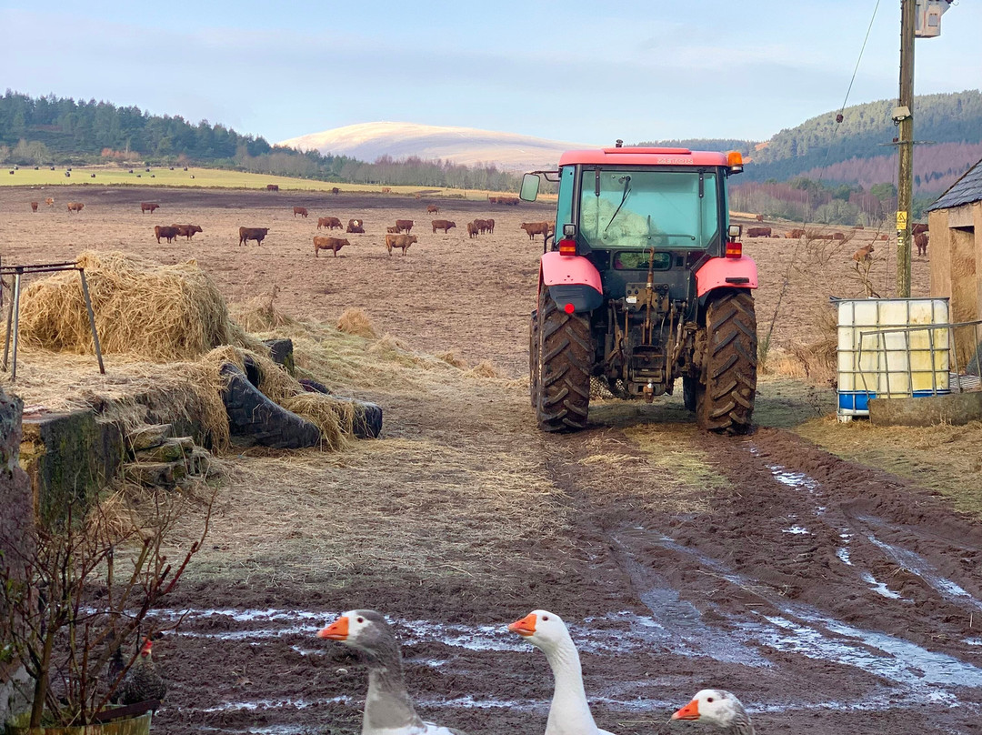Highlands Unbridled Trail Riding & Trekking Centre-Aboyne必去景点