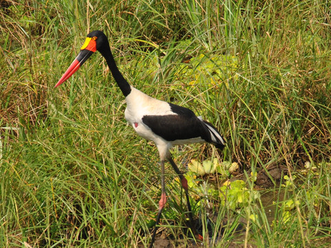Mo Tours & Safaris-石头城必去景点