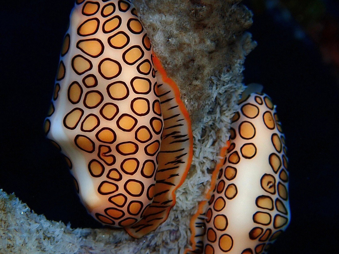 Flamingo Divers-普罗维登西亚莱斯必去景点