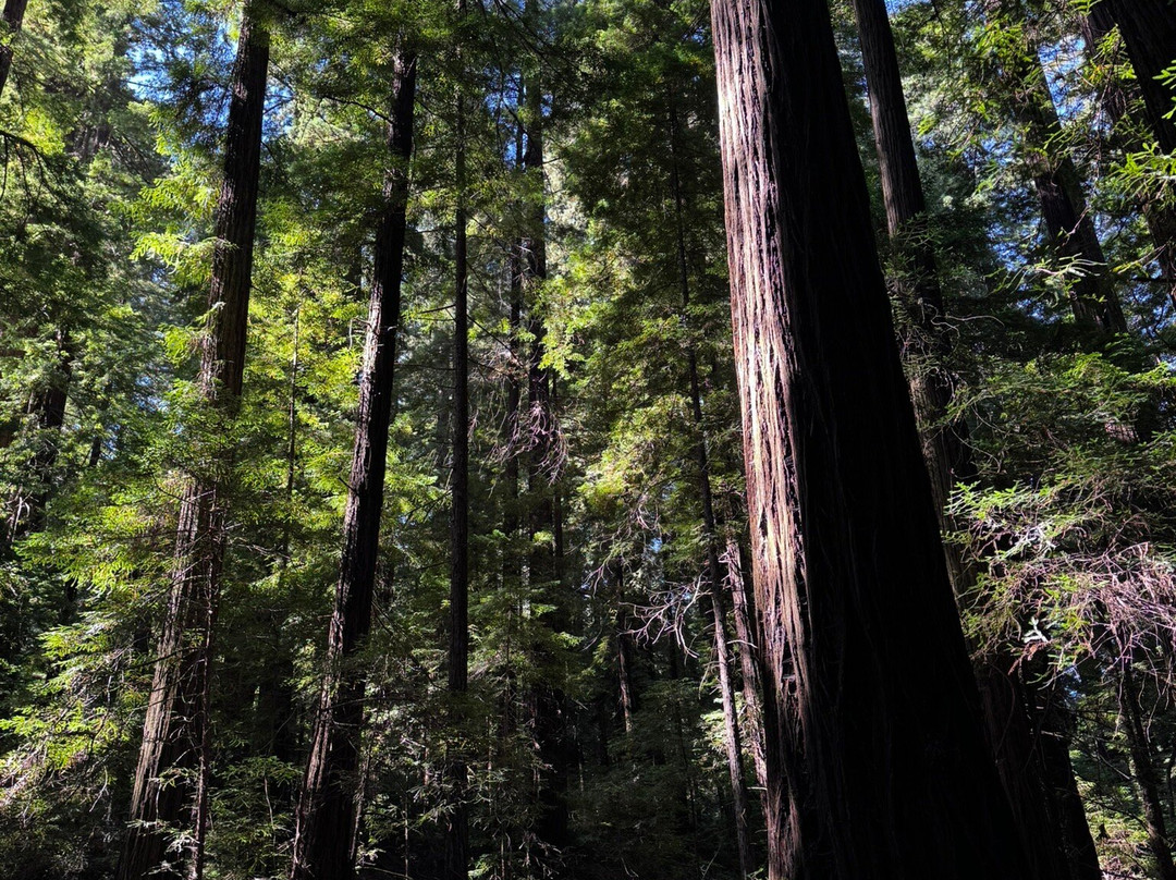 Grizzly Creek Redwoods State Park-Carlotta必去景点