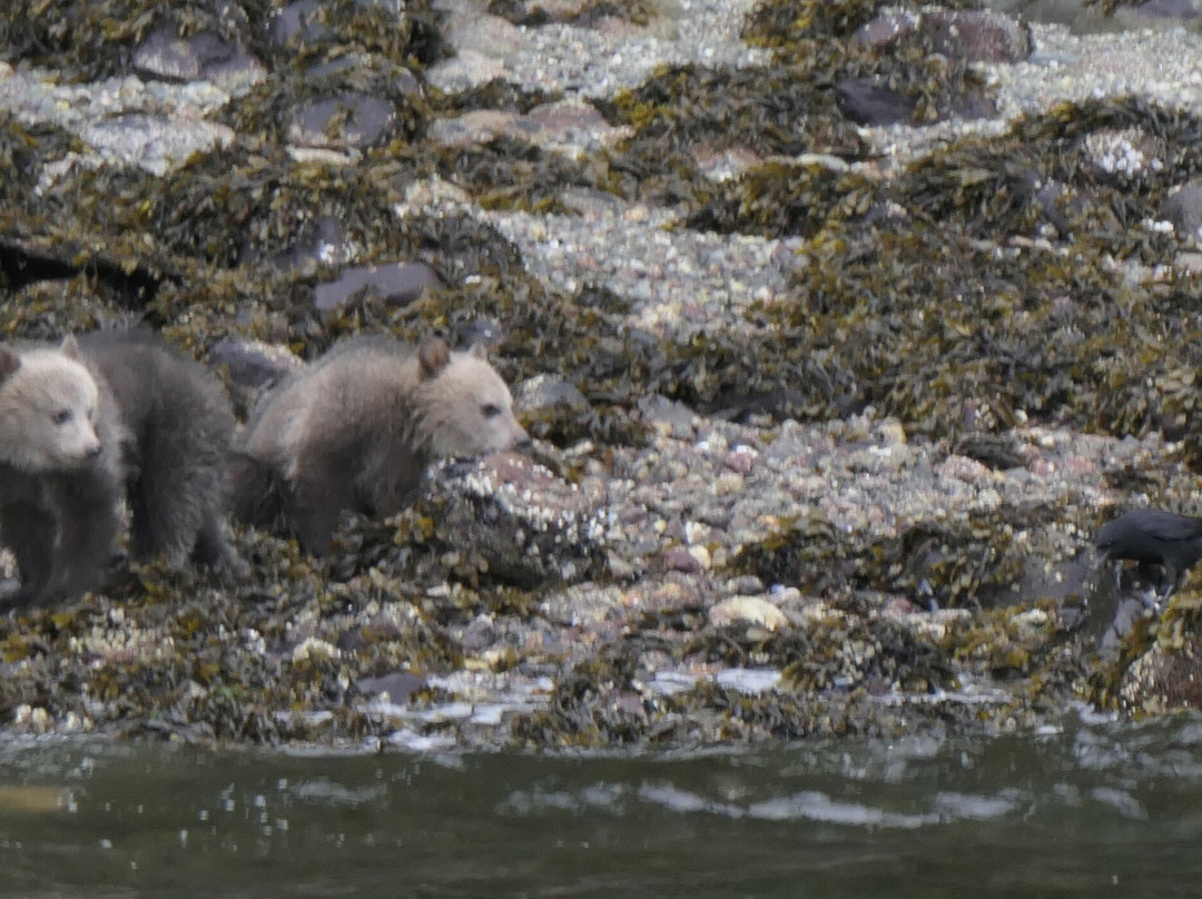 Vancouver Island Photo Tours-Port McNeill必去景点