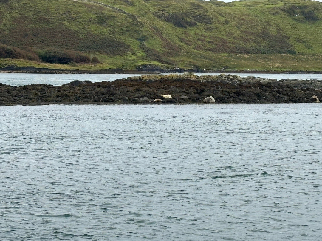 Sealife Adventures-Isle of Seil必去景点