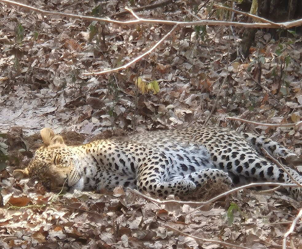 Mikango Safari-南卢安瓜国家公园必去景点