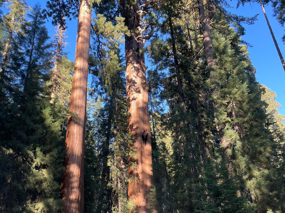 Sequoia National Park-维塞利亚必去景点