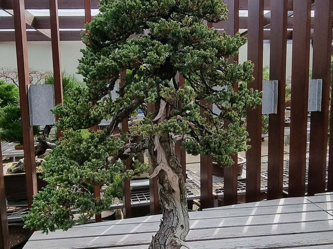 National Bonsai & Penjing Collection-Molonglo Valley必去景点