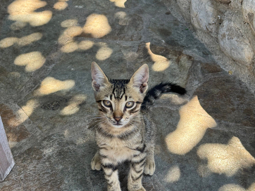 Aegina Rent a Boat by GM Marine-爱琴娜岛必去景点