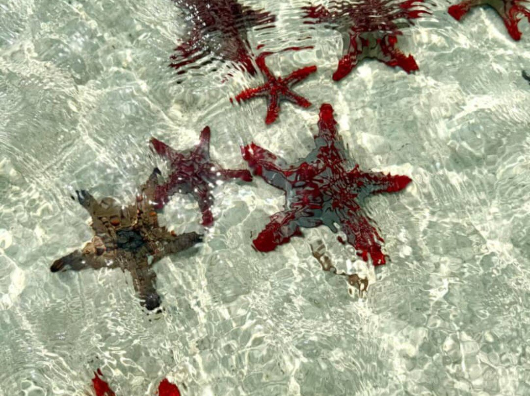 Nungwi Aquarium Adventures-孥归必去景点