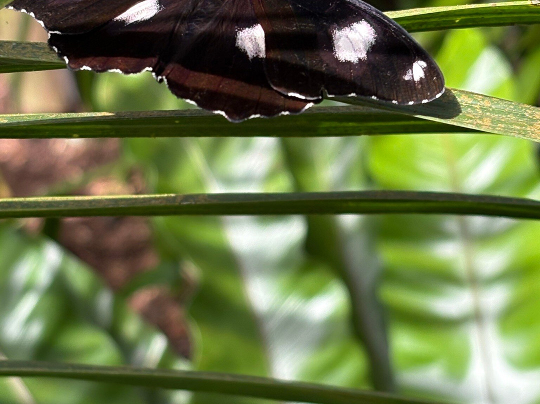 Australian Butterfly Sanctuary-库兰达必去景点