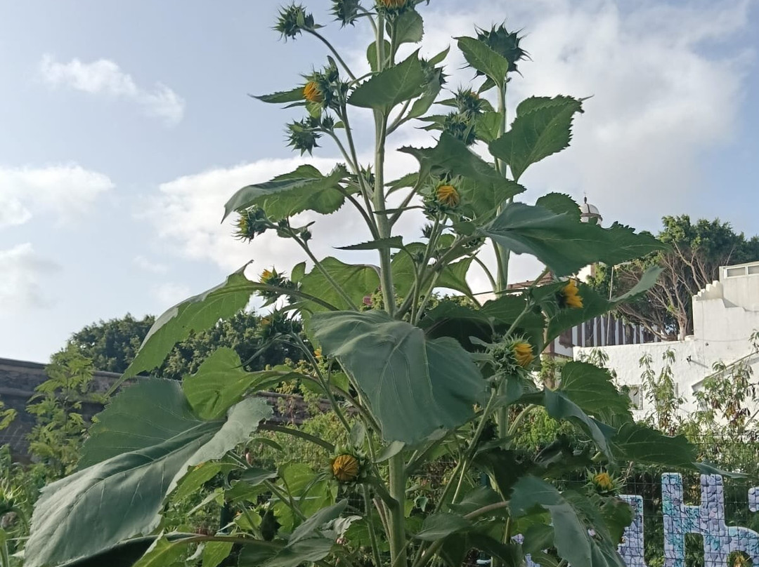Finca los Castaños-Agaete必去景点