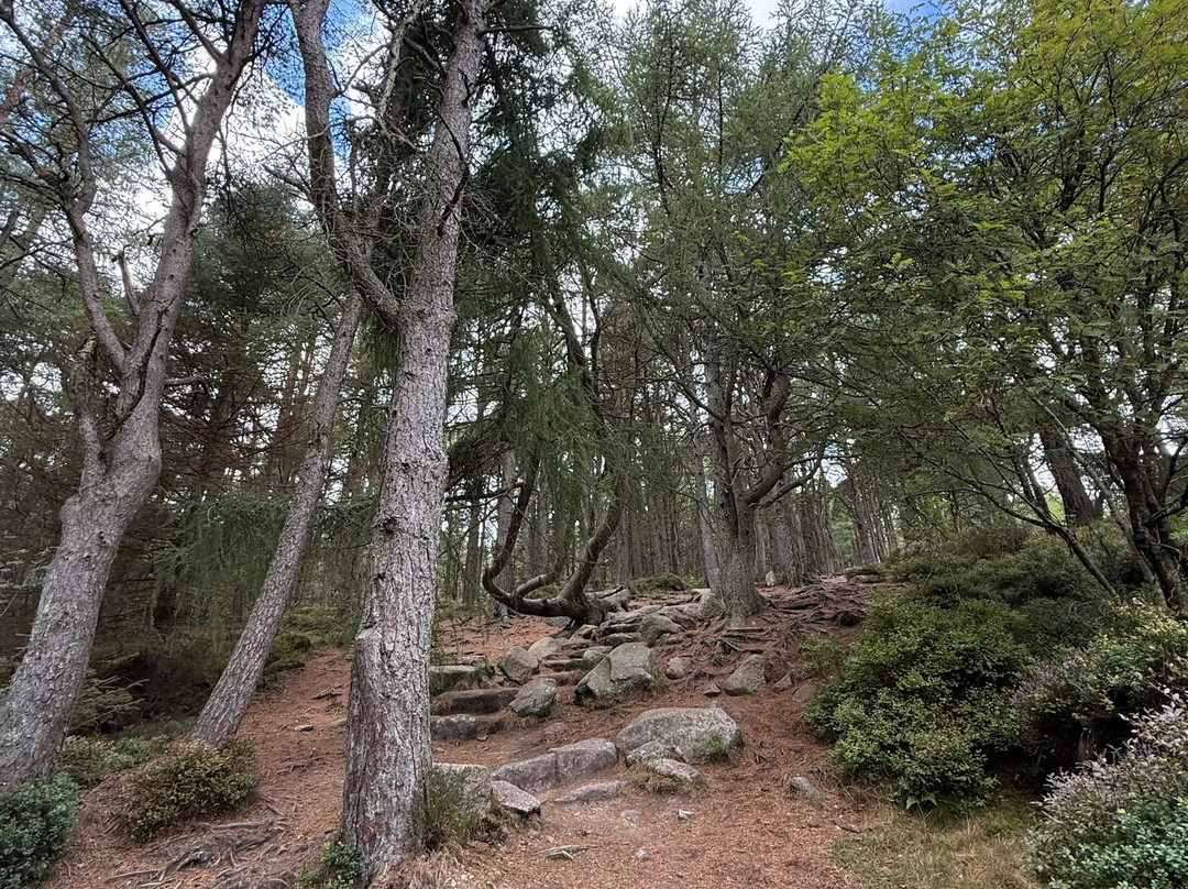 Bennachie Hill Walks-阿伯丁必去景点
