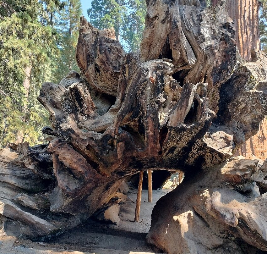 Giant Sequoia National Monument-维塞利亚必去景点
