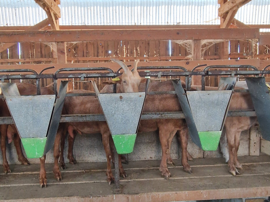 Les Chevres qui Dansent-Le Grand-Serre必去景点