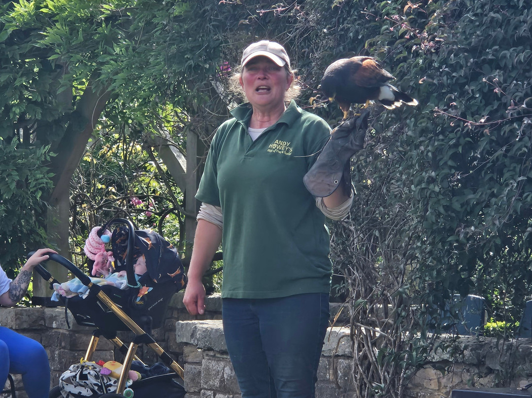 Andy Howeys Birds of Prey Centre-特威德河畔贝里克必去景点