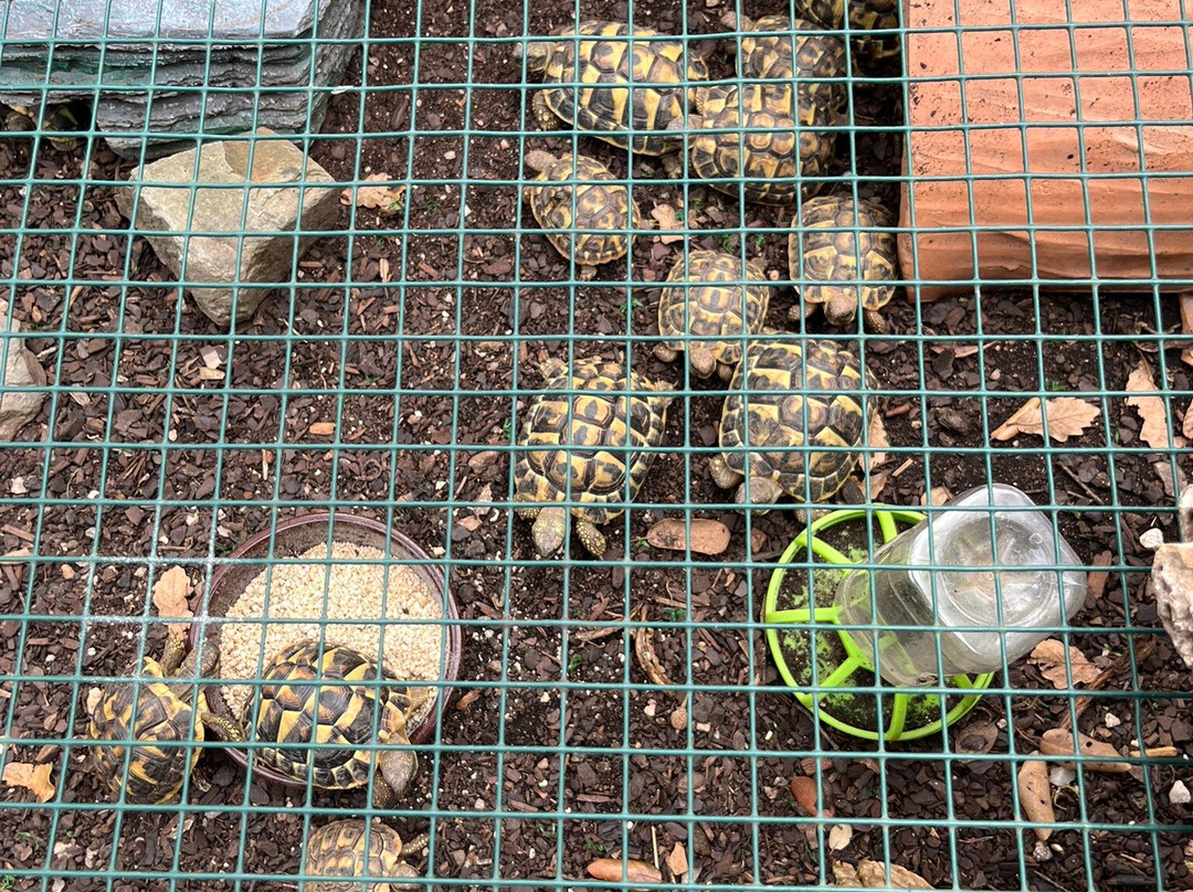 Centre de Reproduccio de Tortugues de l'Albera-Garriguella必去景点