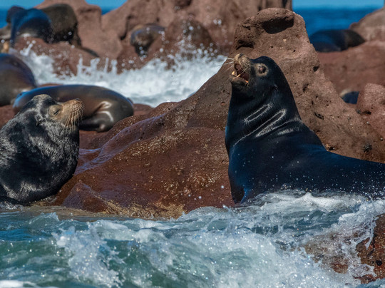 Tuna Tuna Tours-拉巴斯必去景点