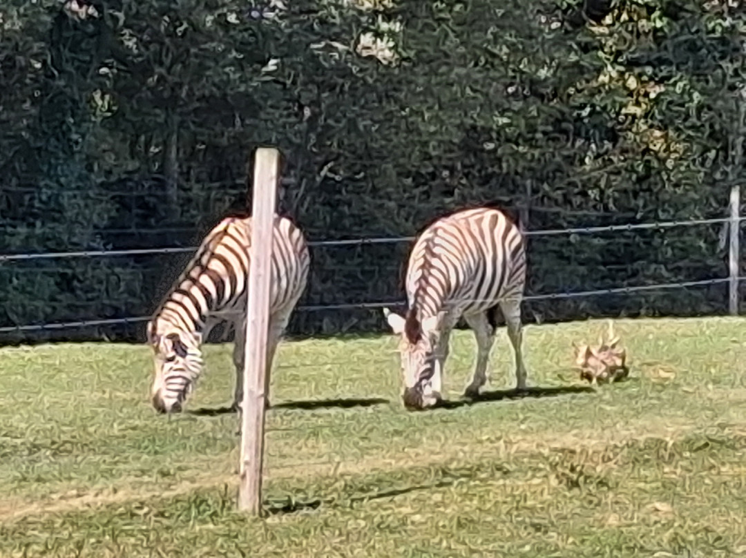 Manor Wildlife Park-St. Florence必去景点