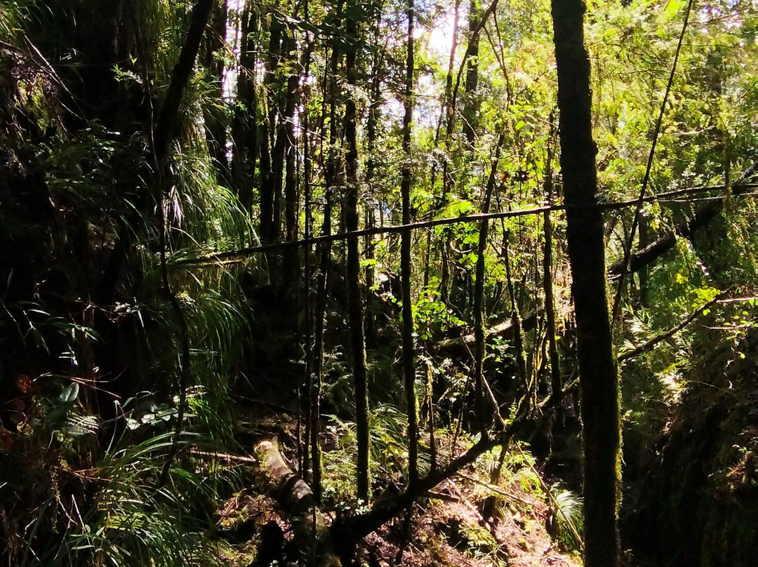 Huilo Huilo Reserva Biológica-Los Rios Region必去景点