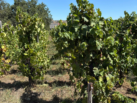 Open Sicily Experiences-陶尔米纳必去景点