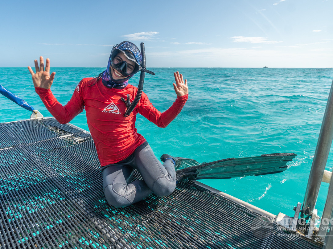 Ningaloo Whaleshark Swim-埃克斯茅斯必去景点