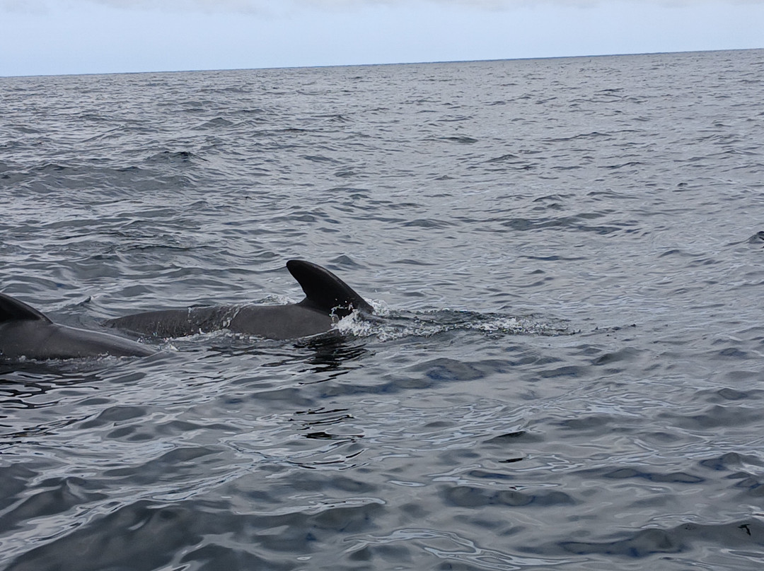 Cabot Trail Guaranteed Whales Adventures-Pleasant Bay必去景点