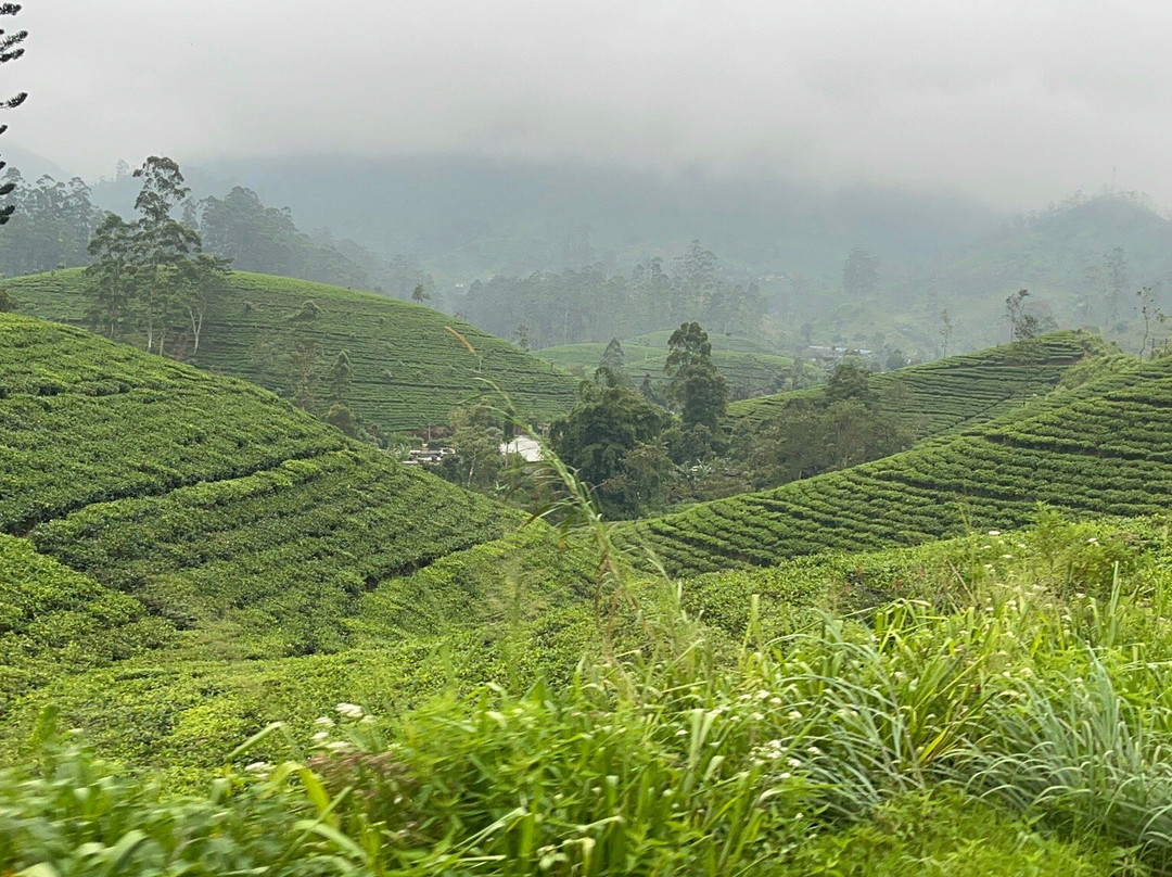 Nanuoya To Ella Train Ride-Nanu Oya必去景点