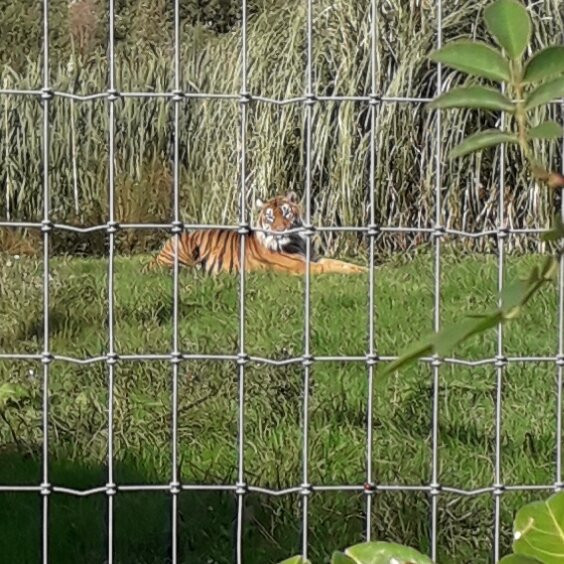 Lincoln Zoo-Newball必去景点