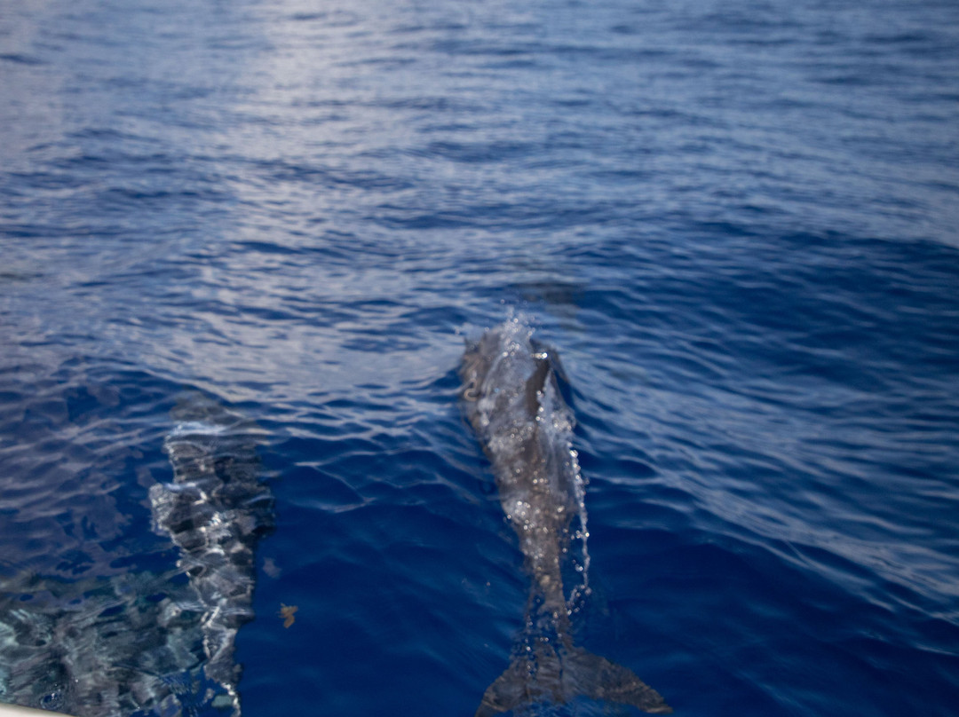 Ant Atoll-Kolonia必去景点