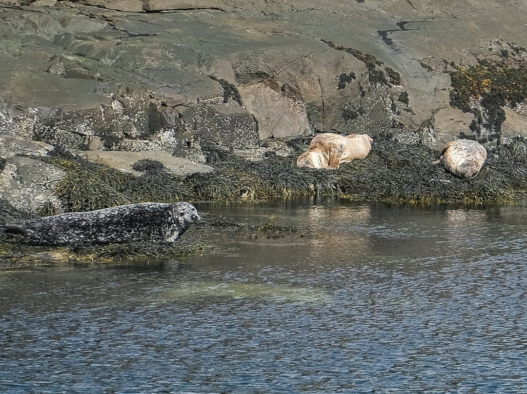 Bella Jane Boat Trips & AquaXplore-Elgol必去景点