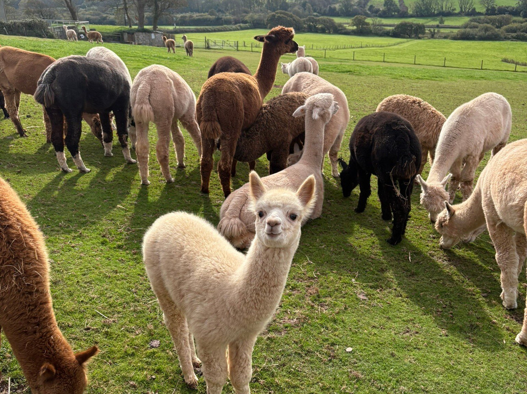Pembrokeshire Alpaca Trekking-腾比必去景点