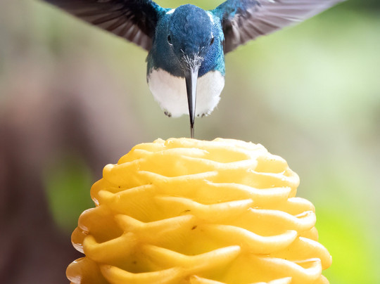 Llamingo Travel-基多必去景点