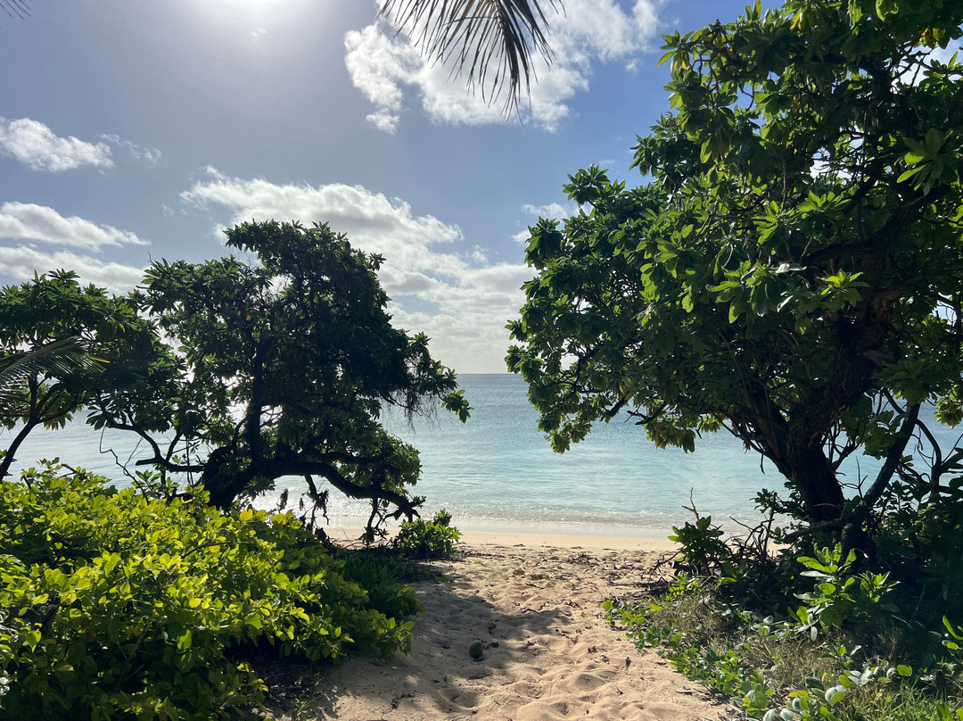 Majestic Whale Encounters-Foa Island必去景点