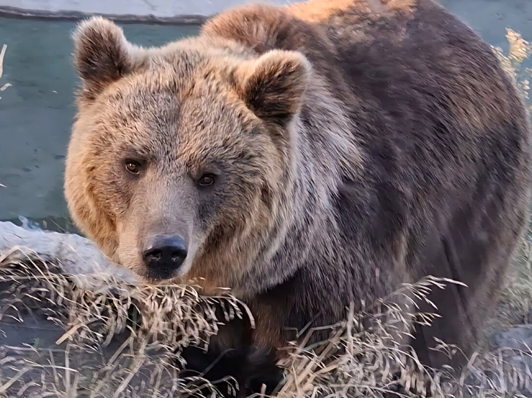 EcoZonia - Parc Animalier-Cases de Pene必去景点