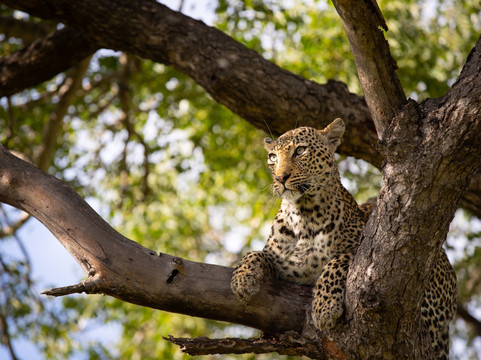African Skies Tanzania-阿鲁沙必去景点