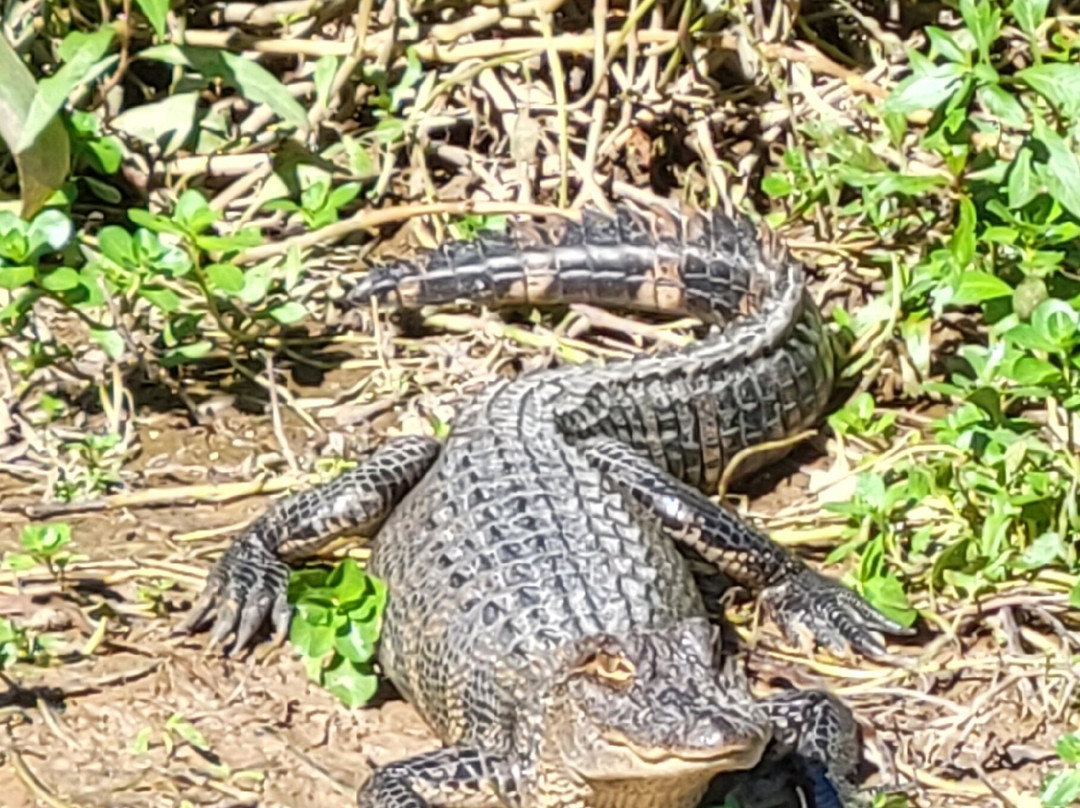 New Orleans Swamp Tours-新奥尔良必去景点