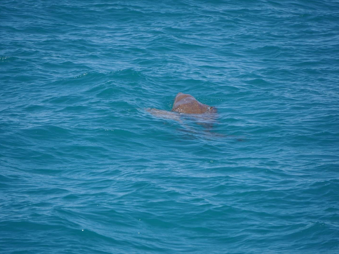 Perfect Nature Cruises-Monkey Mia必去景点