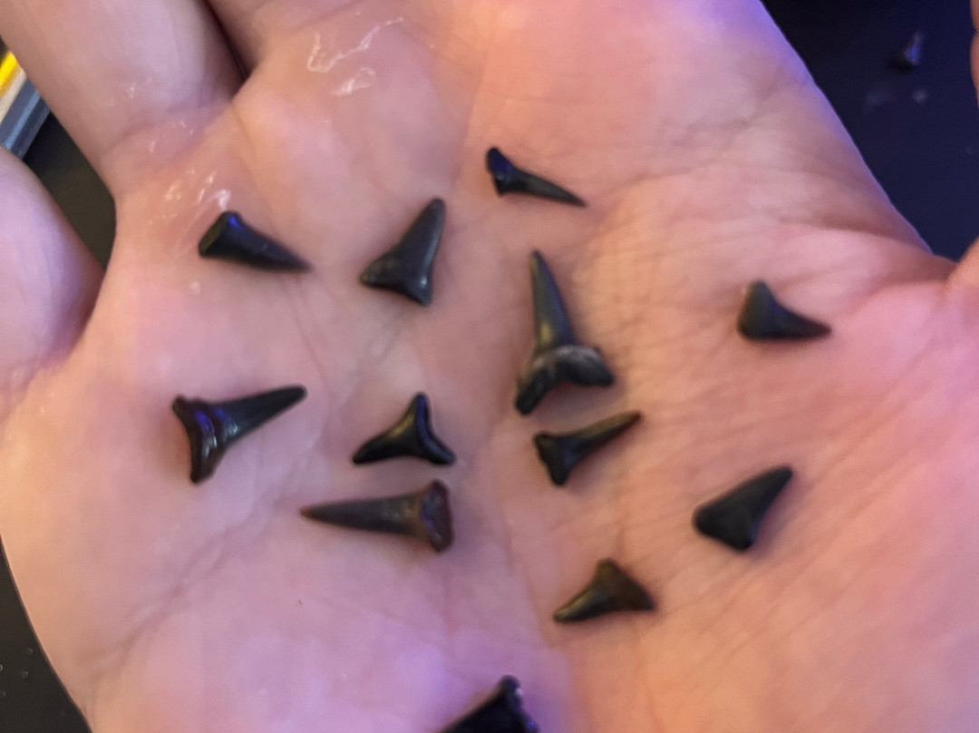 Wrightsville Kayak Company-威尔明顿必去景点