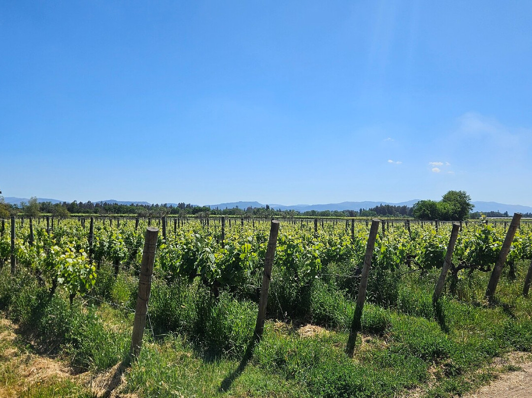 Viu Manent-圣克鲁斯必去景点