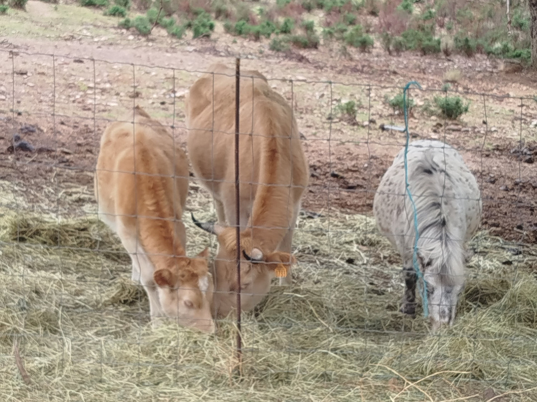 U Porcu Ranger-Figari必去景点