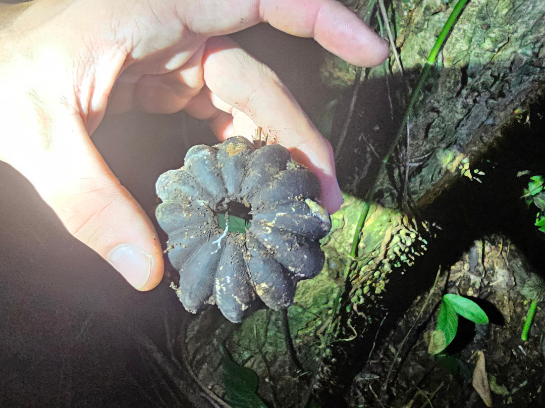 Jungle Night Walk-卡维塔必去景点