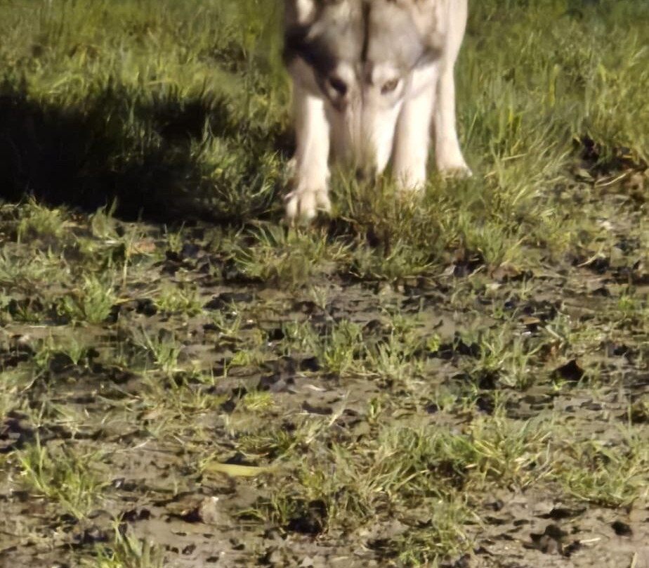 Watermill Wolves Wolf-dog Actors-Bexhill-on-Sea必去景点