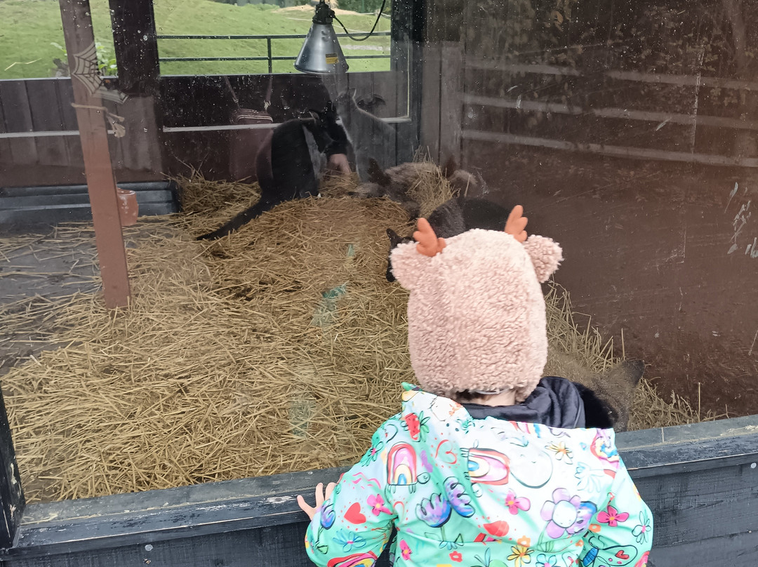 Lee Valley Animal Adventure Park-沃尔萨姆阿比必去景点